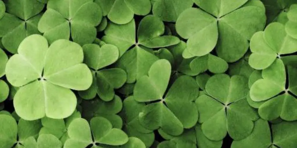 Imagem do grupo de WhatsApp Sorteio Mania