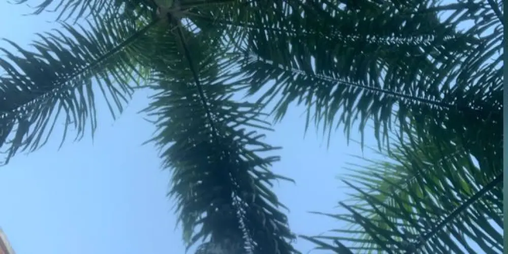 Imagem do grupo de WhatsApp 🔥💸SORTEIO PIX💸🔥