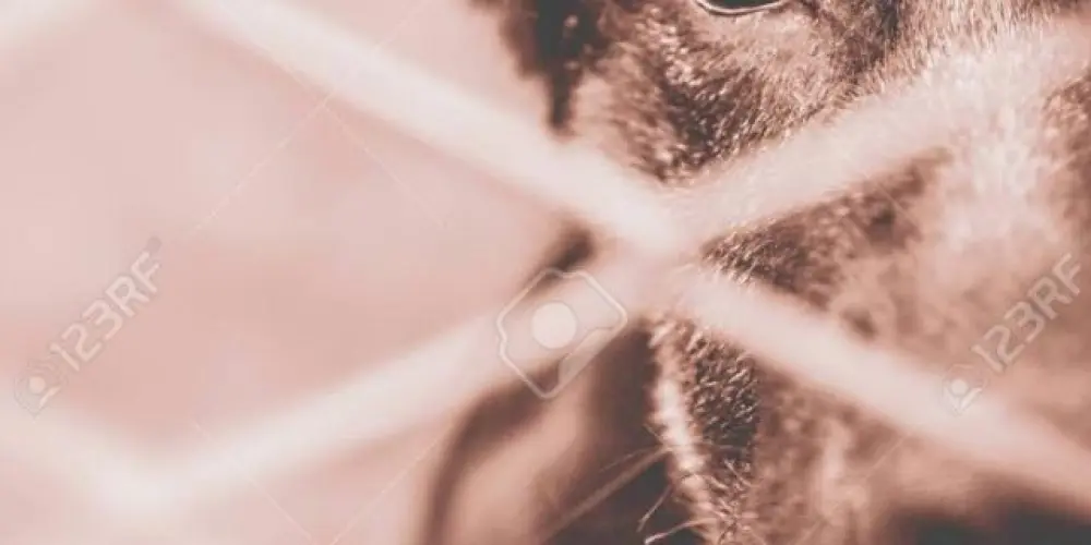 Imagem do grupo de WhatsApp SOS Patinhas – Ajuda Animal🐾🙏