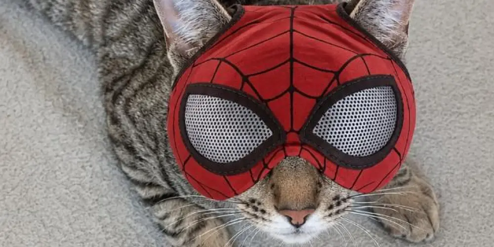 Imagem do grupo de WhatsApp Spider verse 🕸️
