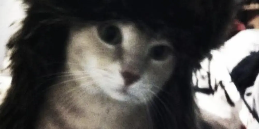 Imagem do grupo de WhatsApp 𝐒σρσятє 𝐌σνιѕтαя ★