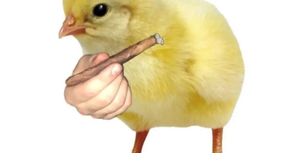 Imagem do grupo de WhatsApp 🐥🔥 Sticker Club