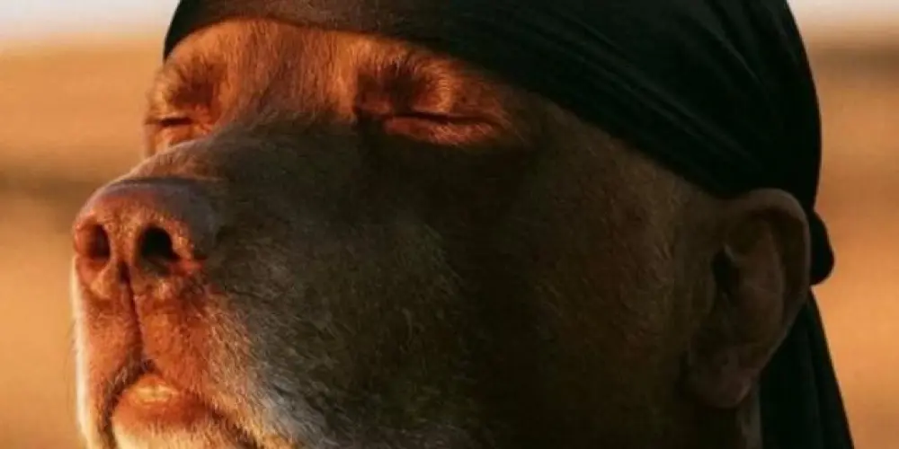 Imagem do grupo de WhatsApp Sticker Verse