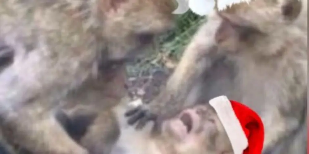 Imagem do grupo de WhatsApp STICKERS | CAPS 2