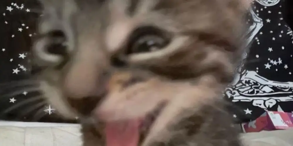 Imagem do grupo de WhatsApp Stormcat