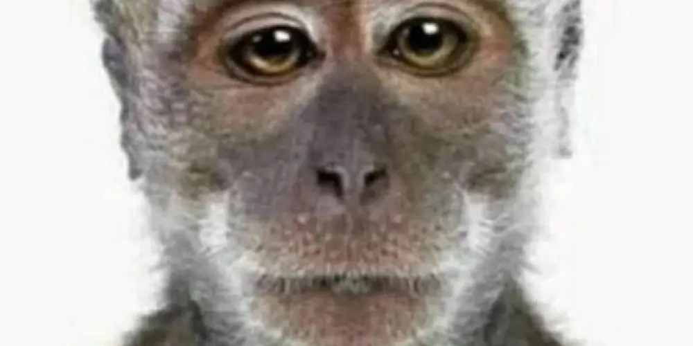 Imagem do grupo de WhatsApp stranger friends