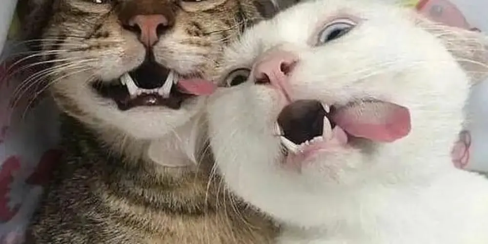 Imagem do grupo de WhatsApp Sua alma gémea 🤪❤️‍🔥