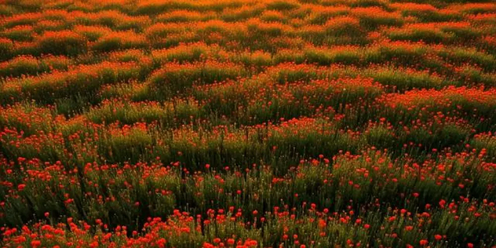 Imagem do grupo de WhatsApp Subliminal 🌹