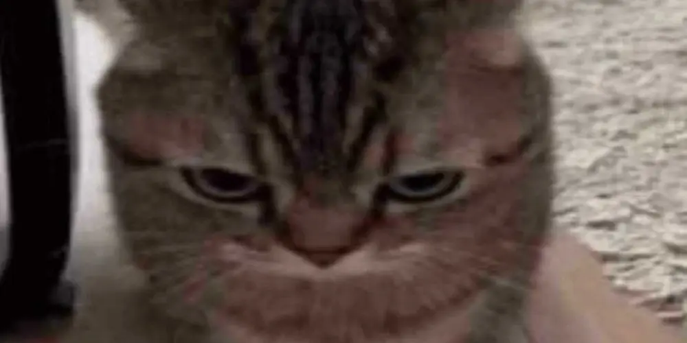 Imagem do grupo de WhatsApp °•suco de caju•°