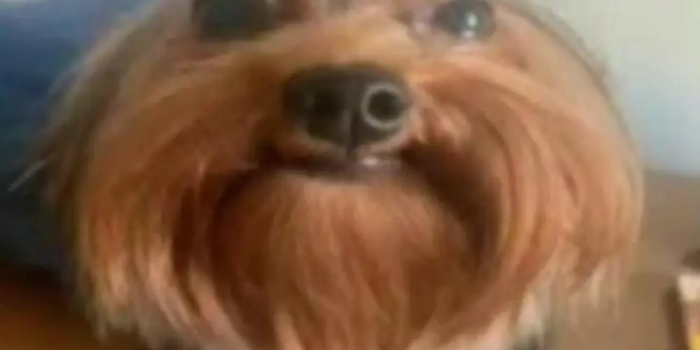 Imagem do grupo de WhatsApp Suco de maçã