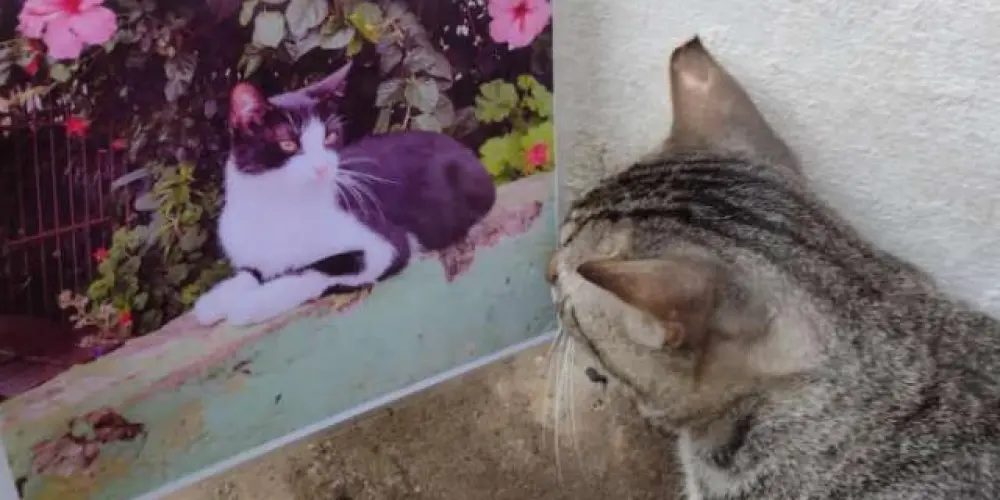 Imagem do grupo de WhatsApp Supremacy ShitChat Zap Version