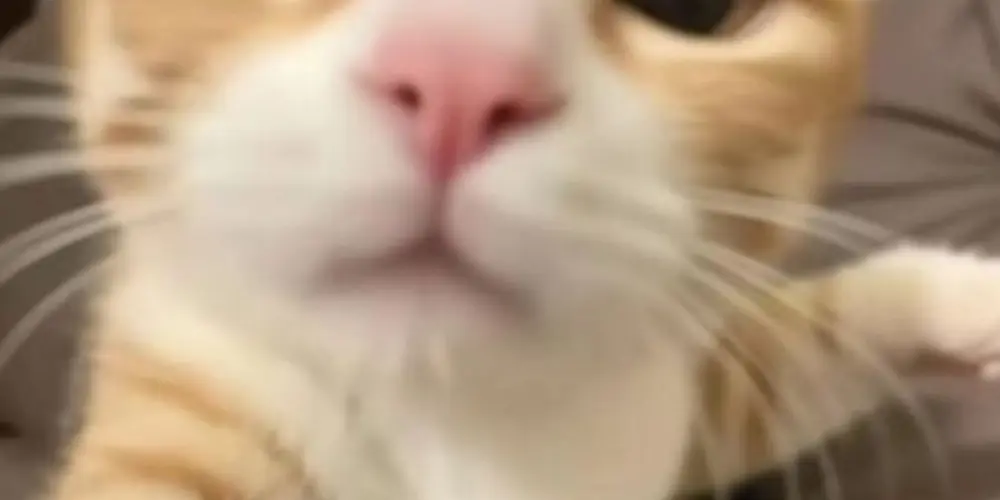 Imagem do grupo de WhatsApp SURPRESA 🫢