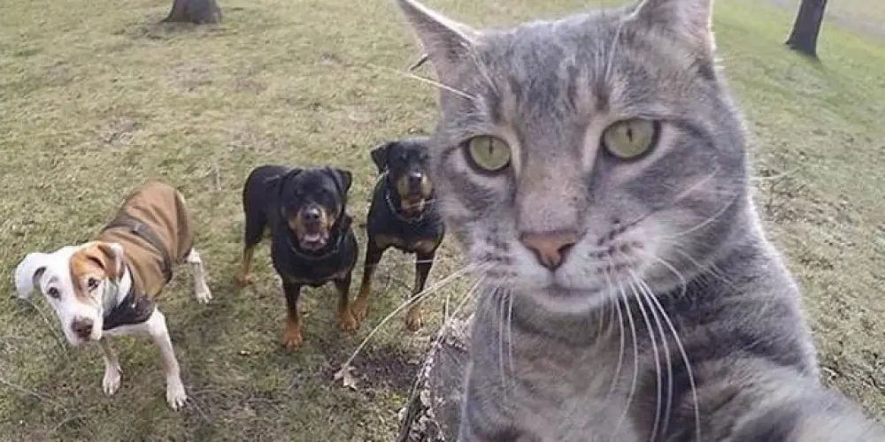 Imagem do grupo de WhatsApp 𝙳𝚎𝚞𝚜𝚊 𝚘𝚏𝚏 𝚑𝚢𝚙𝚎 ت︎