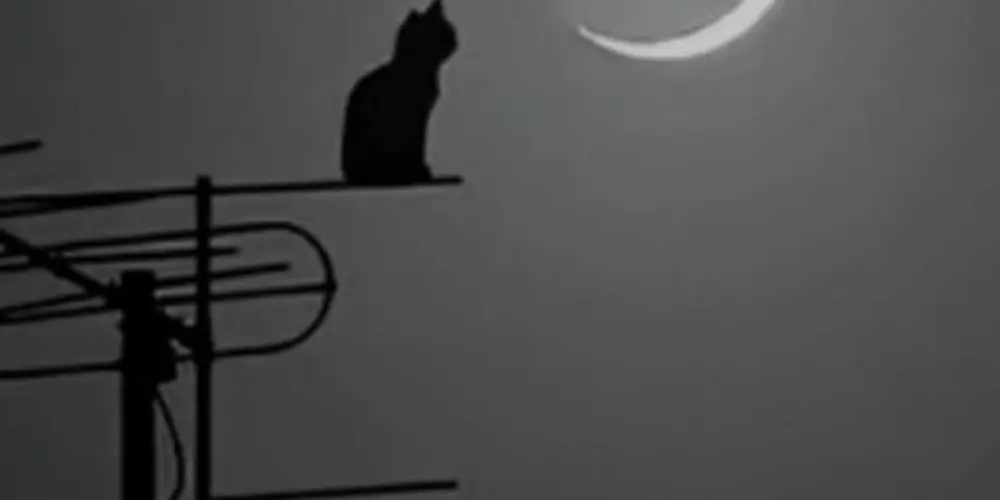 Imagem do grupo de WhatsApp TAMOS D BOA