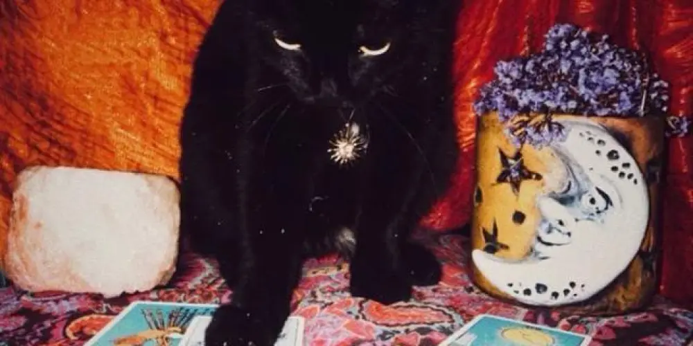 Imagem do grupo de WhatsApp Tarot💗