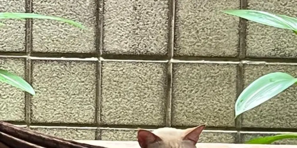 Imagem do grupo de WhatsApp TDAH 100% 👨‍🦽