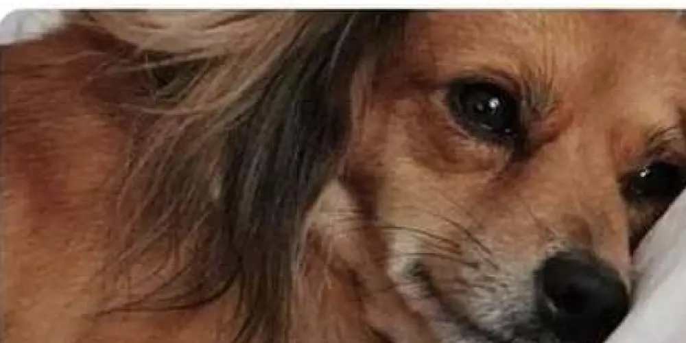 Imagem do grupo de WhatsApp Te Maceto depois do Bailee