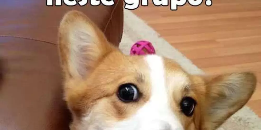 Imagem do grupo de WhatsApp Tem alguém aí?🥰