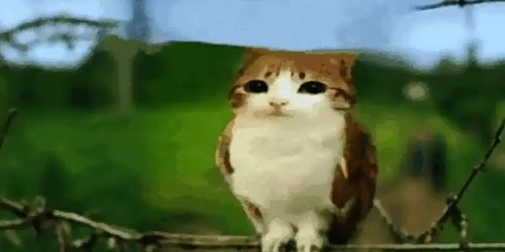 Imagem do grupo de WhatsApp Terra do mewol