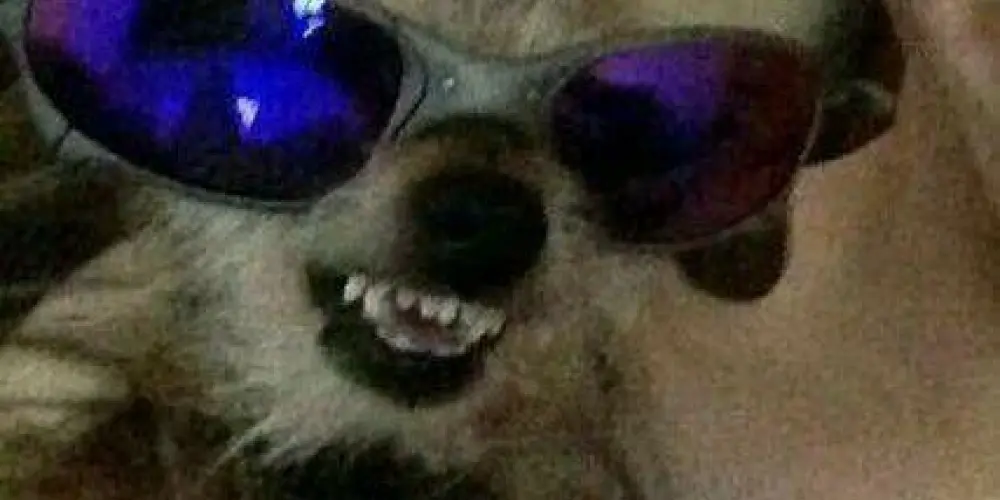 Imagem do grupo de WhatsApp tг๏קค ๔๏ Ŧคz คς๏ภtєςє💯