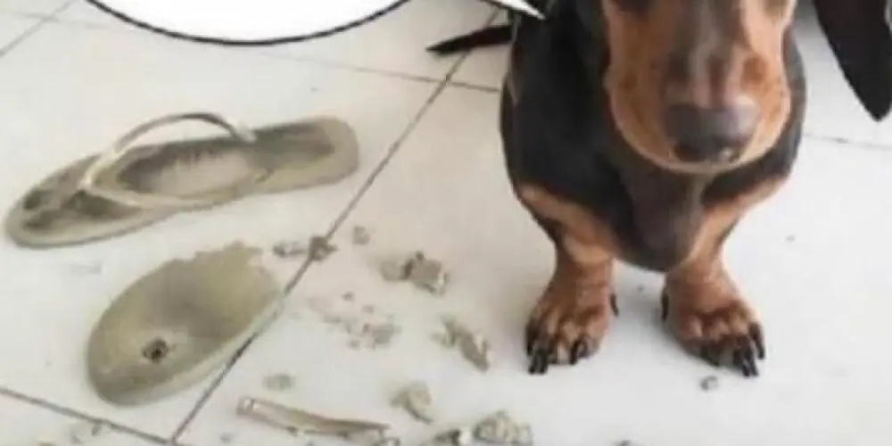 Imagem do grupo de WhatsApp the pcd's era