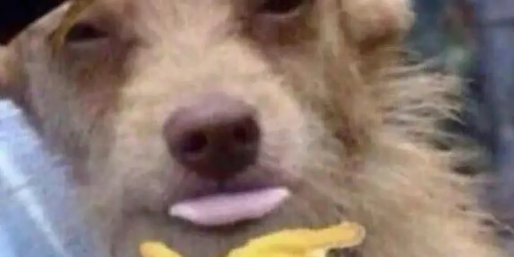 Imagem do grupo de WhatsApp Tire seu tédio aqui!