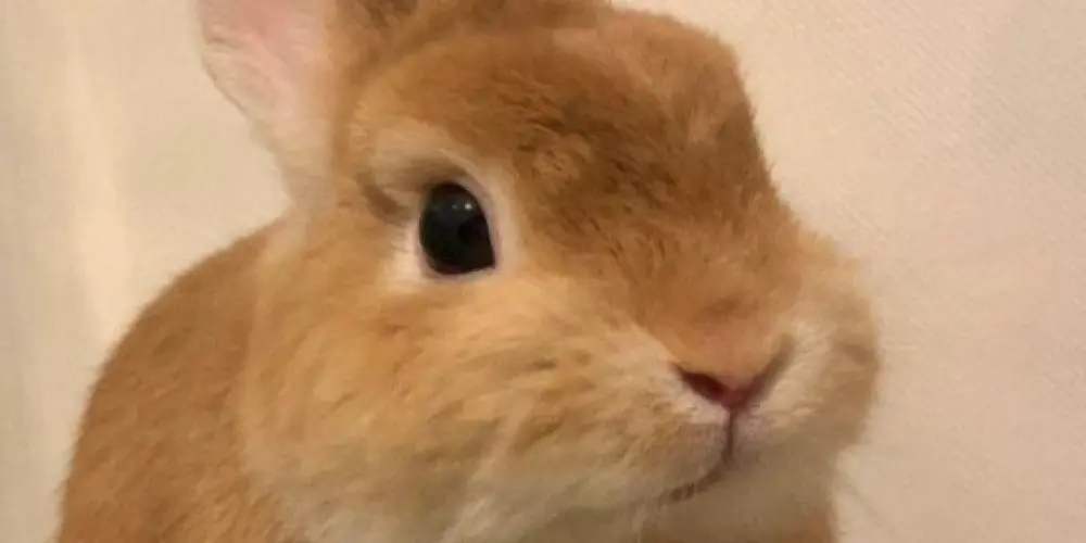 Imagem do grupo de WhatsApp Toca do Coelho