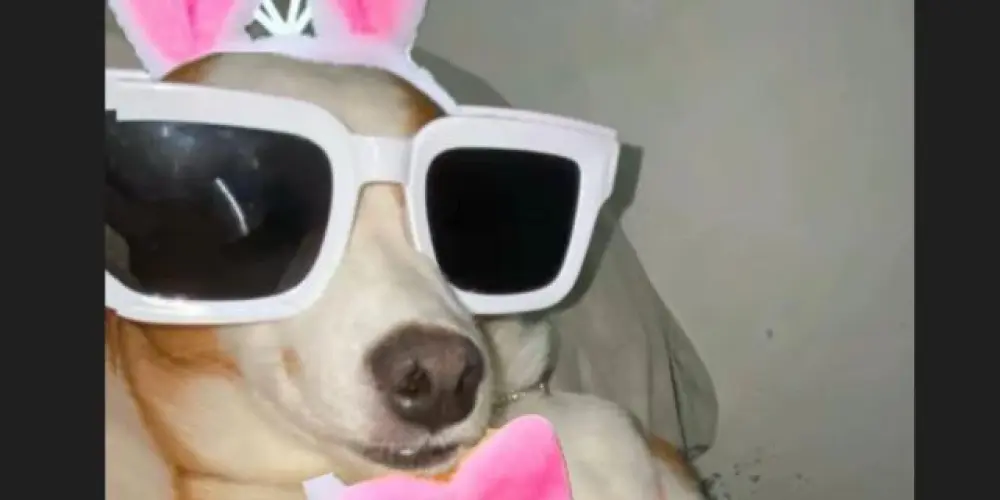 Imagem do grupo de WhatsApp TOMA JACK 😜🤟