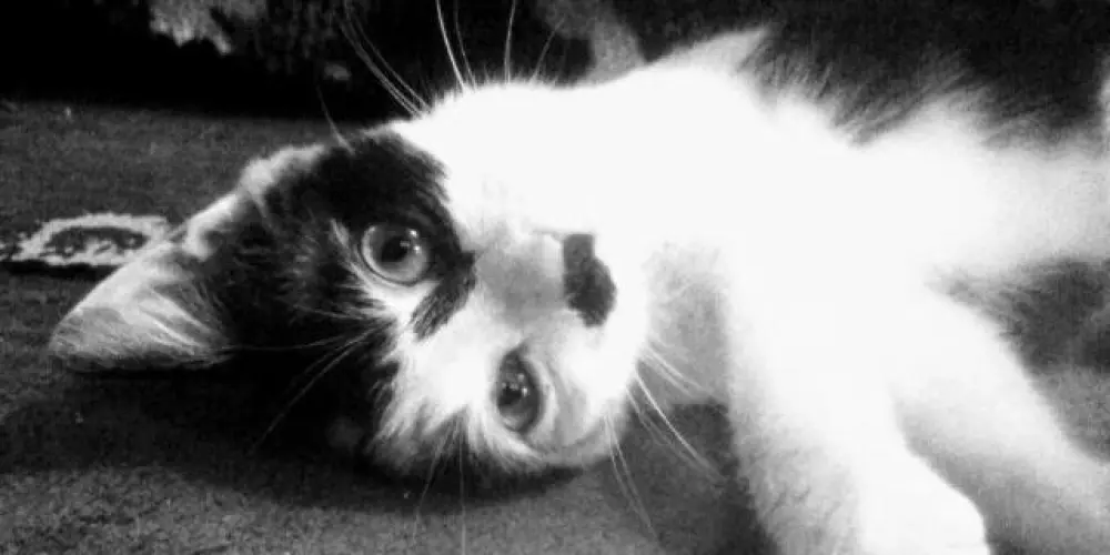 Imagem do grupo de WhatsApp Tops Do Wats