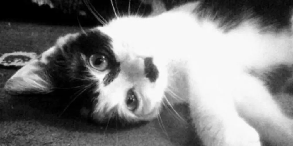 Imagem do grupo de WhatsApp TOPS DO WATS©