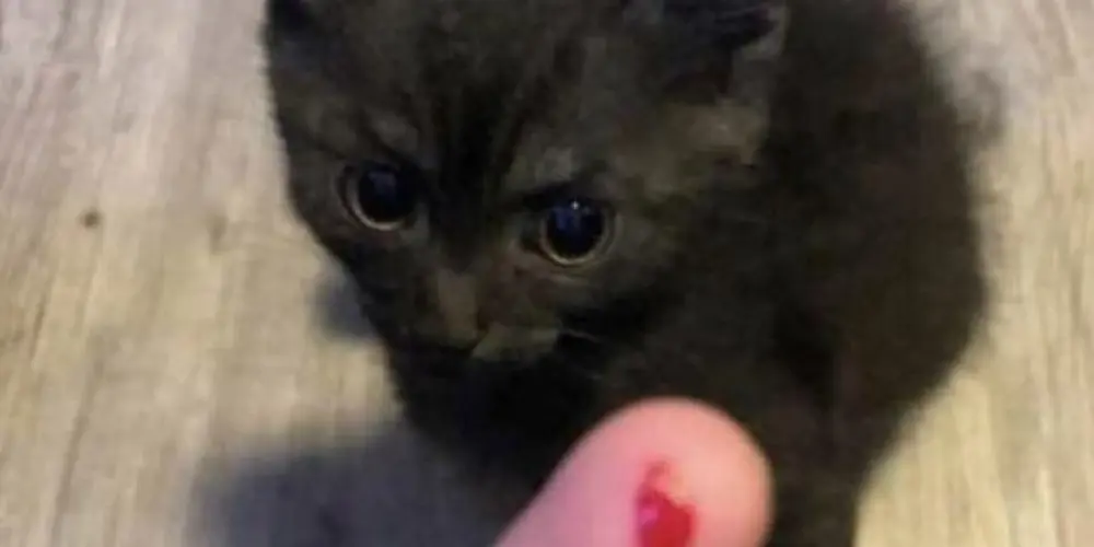 Imagem do grupo de WhatsApp ᒍᑌᑎTOՏ ᗴ ᗰIՏTᑌᖇᗩᗪOՏ