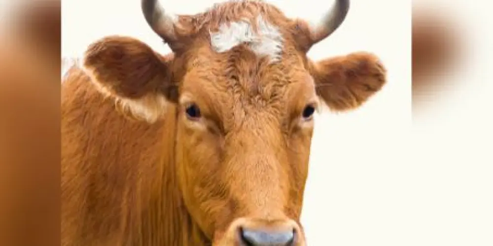 Imagem do grupo de WhatsApp touros a solta