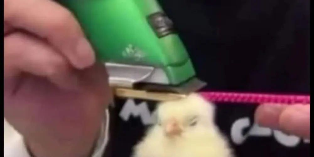 Imagem do grupo de WhatsApp Tratar