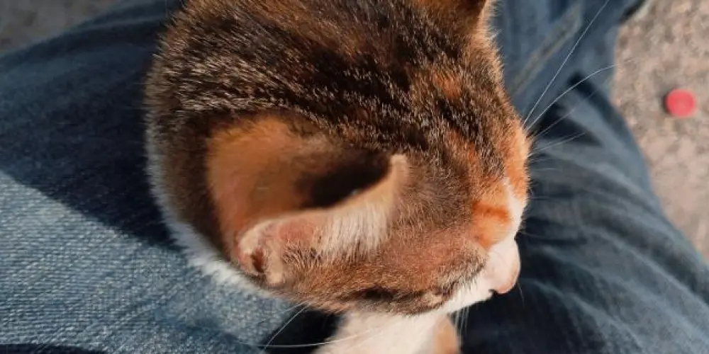 Imagem do grupo de WhatsApp ˖ ݁𖥔 ݁˖ Traumados ˖ ݁𖥔 ݁˖