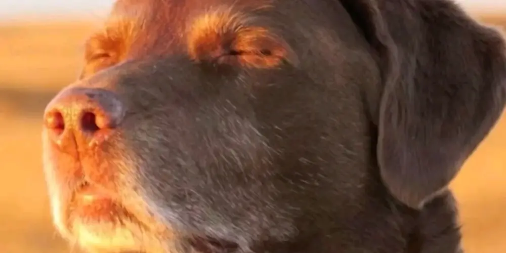 Imagem do grupo de WhatsApp TRDO💯