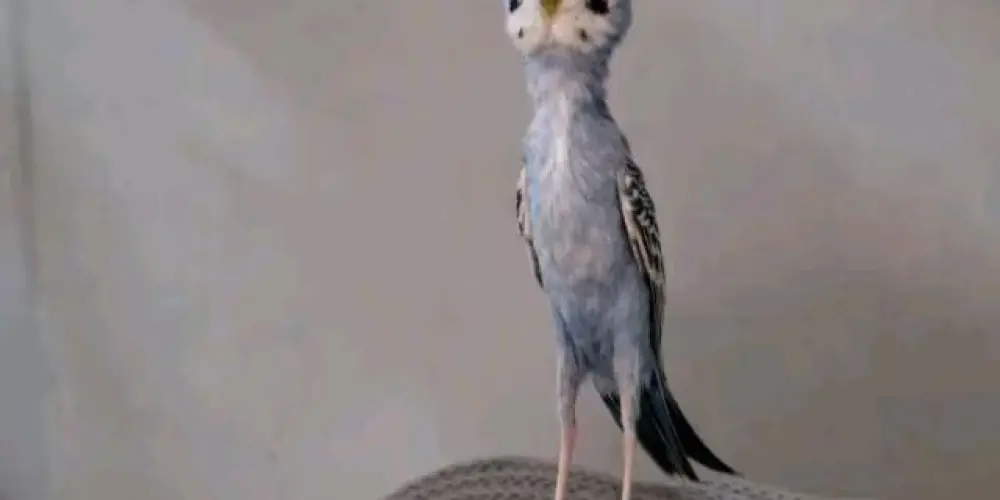 Imagem do grupo de WhatsApp Treinamento de assobio 🐦