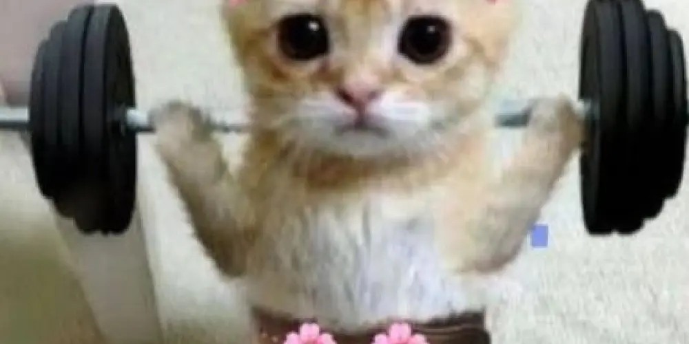 Imagem do grupo de WhatsApp Treinos💕