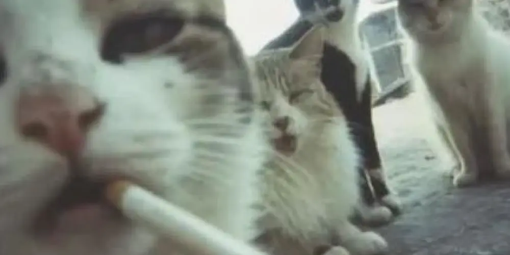 Imagem do grupo de WhatsApp ⛧Ŧ͓ř͓ħ͓į͓ŋ͓¥͓ŧ͓Ǥ͜ř͜ů͜ƥ͜ǿ͜⁹̸⁹̸⁹̸⛧