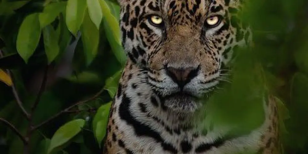 Imagem do grupo de WhatsApp (Tribo das onças)🐆❤️