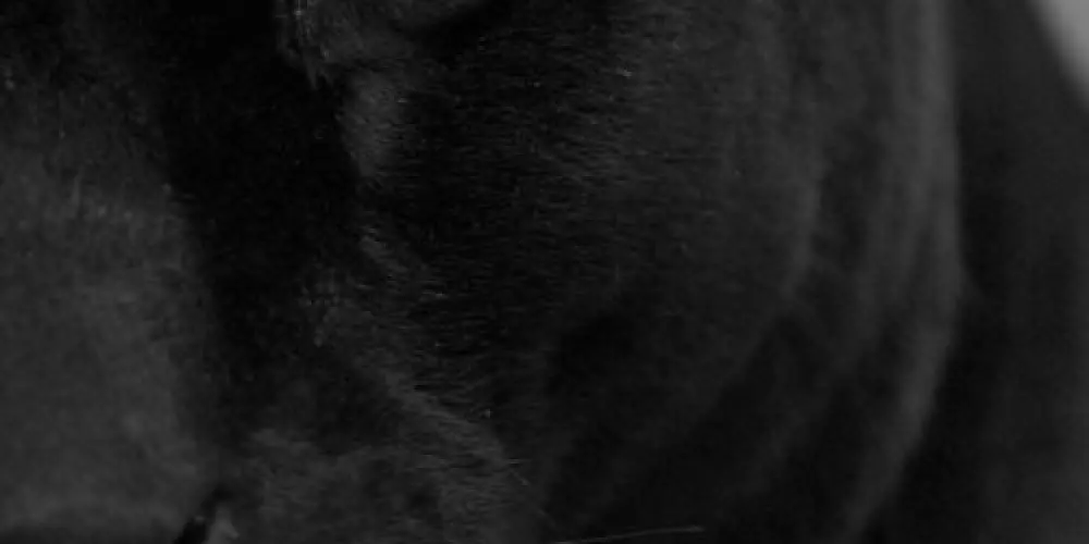 Imagem do grupo de WhatsApp (Tribo das onças)🐆❤️