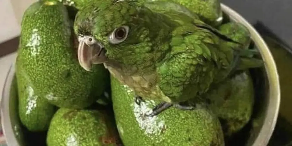 Imagem do grupo de WhatsApp Troca De Figurinha 2.0