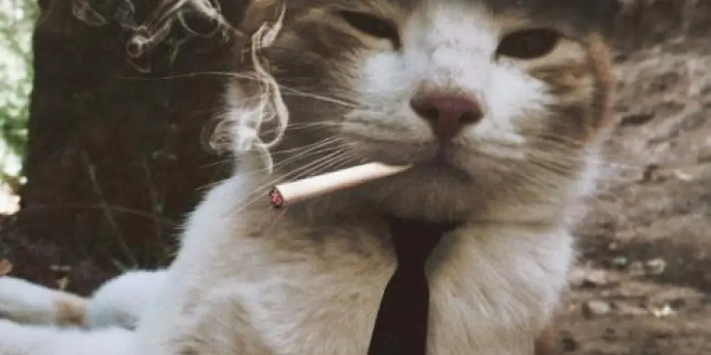 Imagem do grupo de WhatsApp TROP∆ DE CLA§§E 🗿🍷