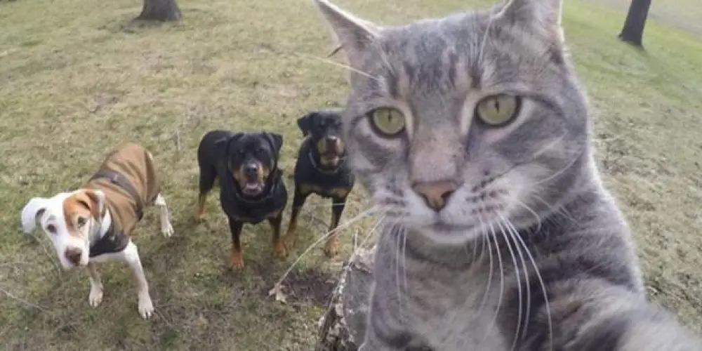 Imagem do grupo de WhatsApp 🎵 TROpa da baGUnça 🔥😂