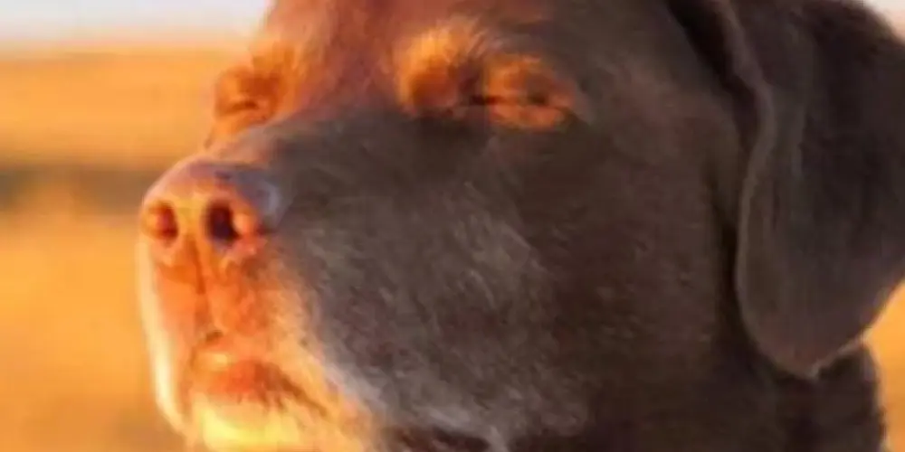 Imagem do grupo de WhatsApp Tropa da zuera 🤪