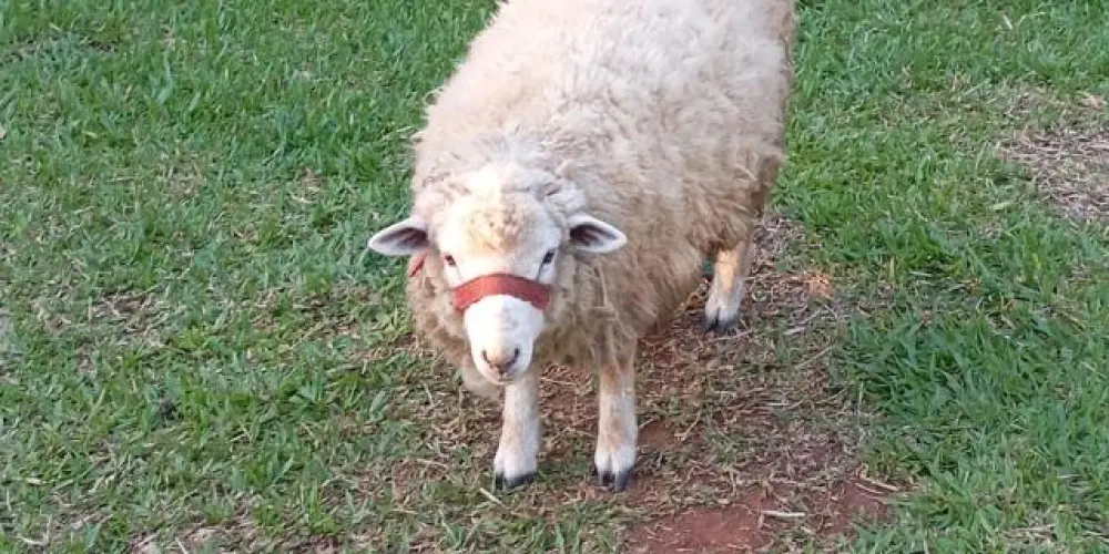 Imagem do grupo de WhatsApp Tropa de elite