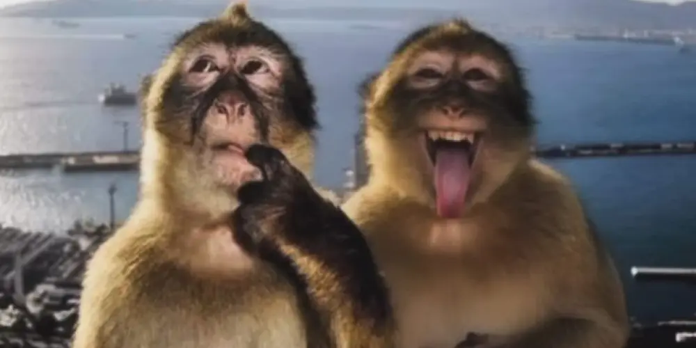 Imagem do grupo de WhatsApp Tropa do caos