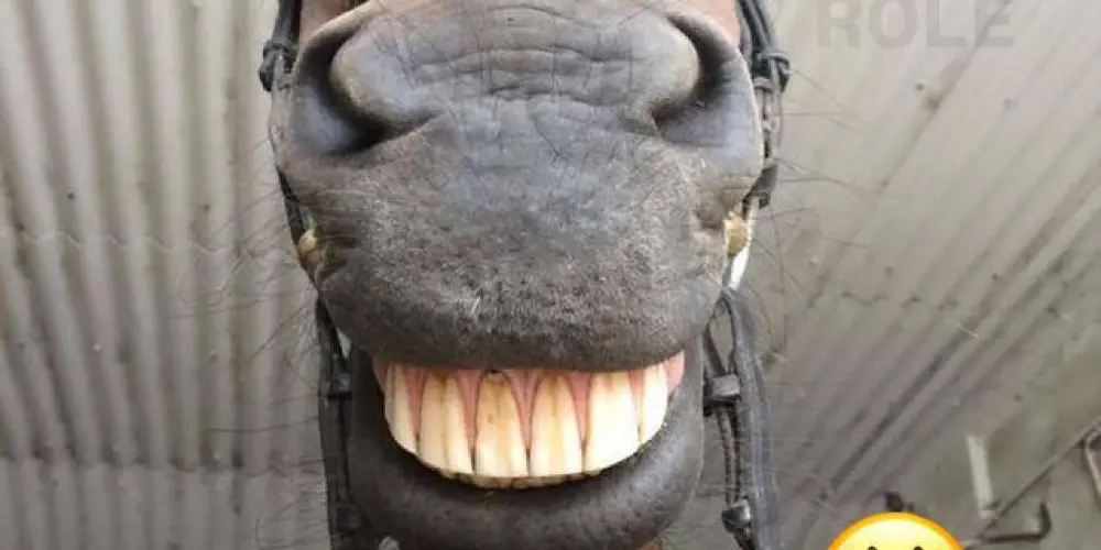 Imagem do grupo de WhatsApp Tropa do CAPS