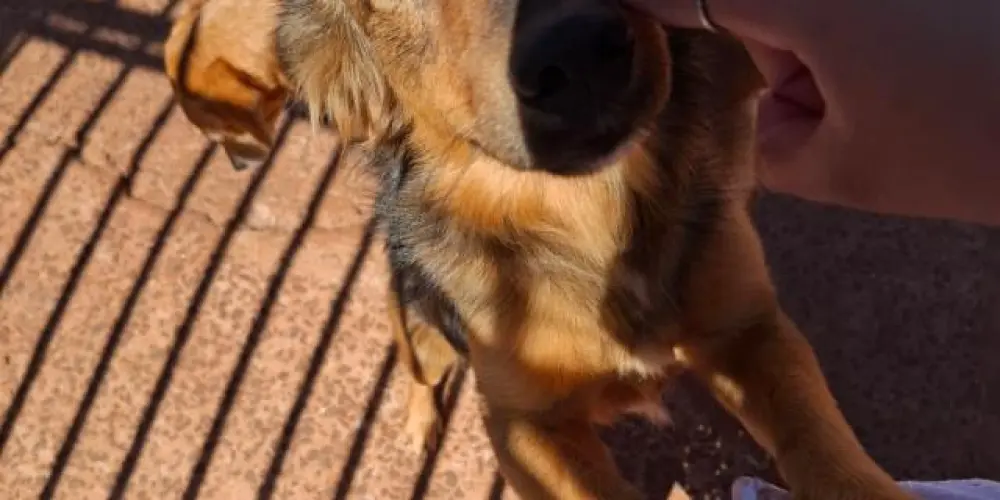 Imagem do grupo de WhatsApp Tropa do CAPS