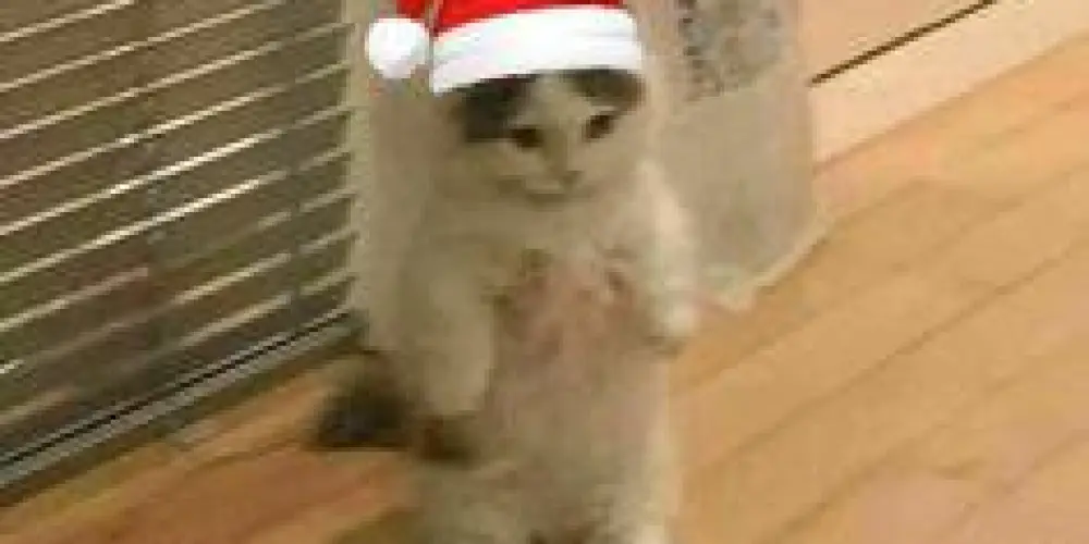 Imagem do grupo de WhatsApp Tropa Do Caps Alternative😝