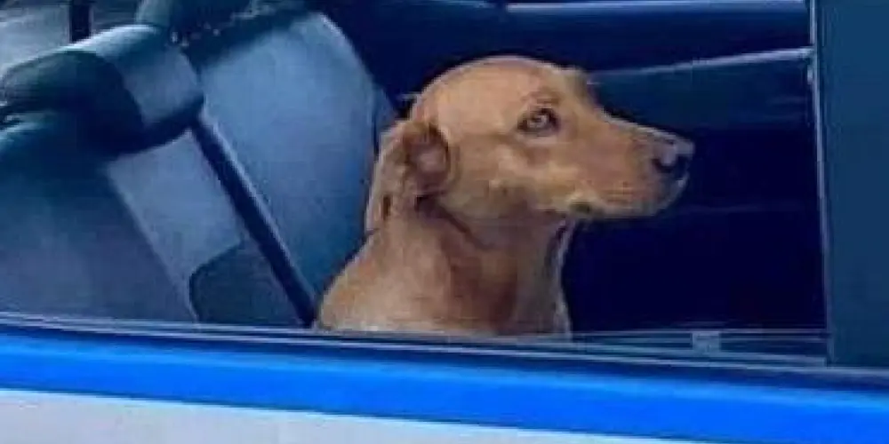 Imagem do grupo de WhatsApp TROPA DO CARAMELO